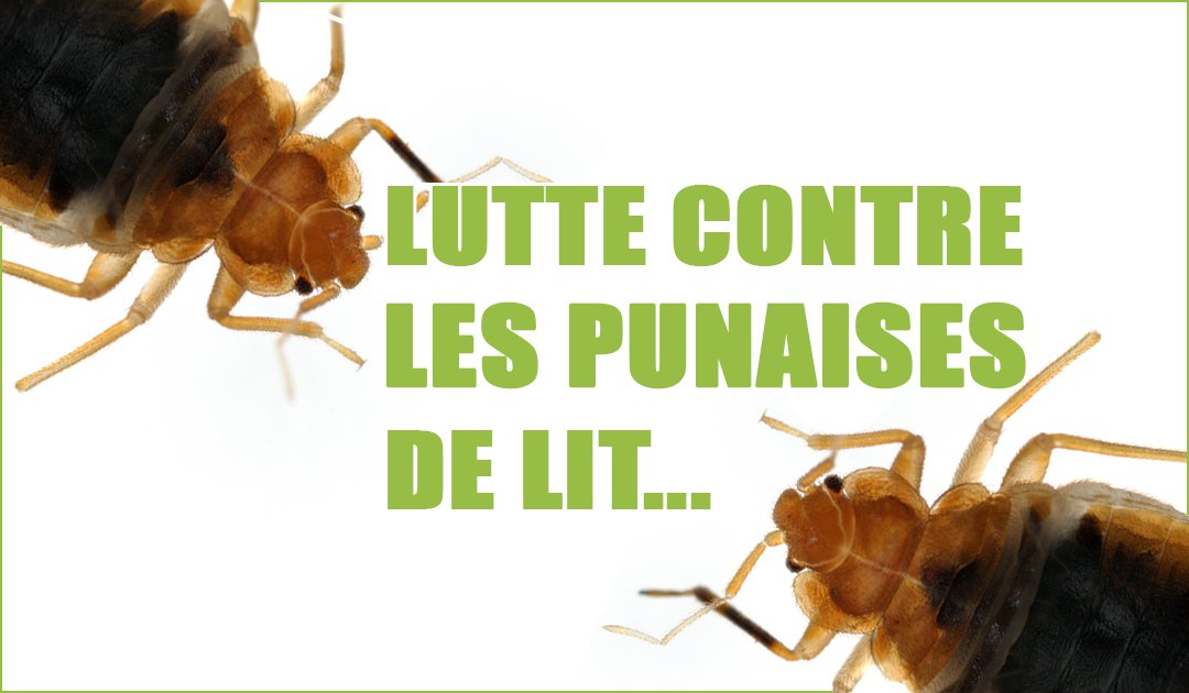 Formation punaises de lit