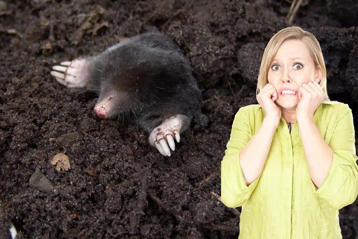 Formation contre les taupes